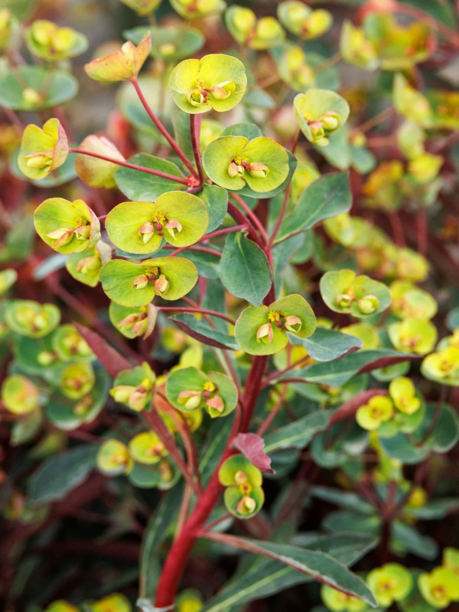 Euphorbia 'Miner's Merlot' 1G